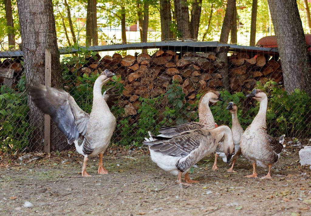 Ziolowa Dolina オルシュティン エクステリア 写真