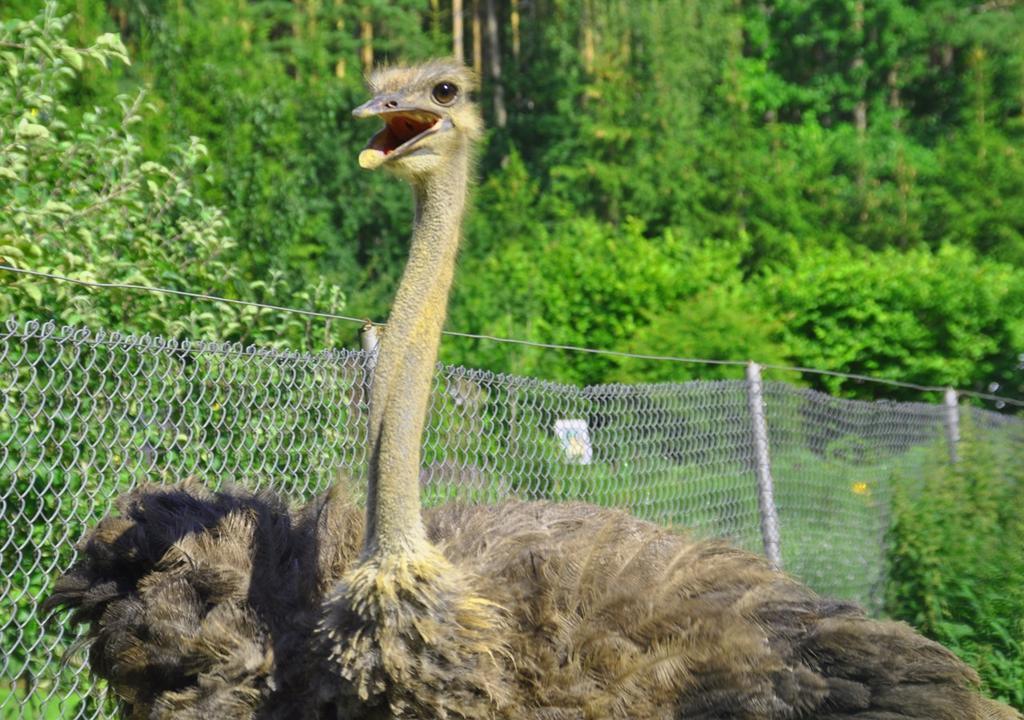 Ziolowa Dolina オルシュティン エクステリア 写真